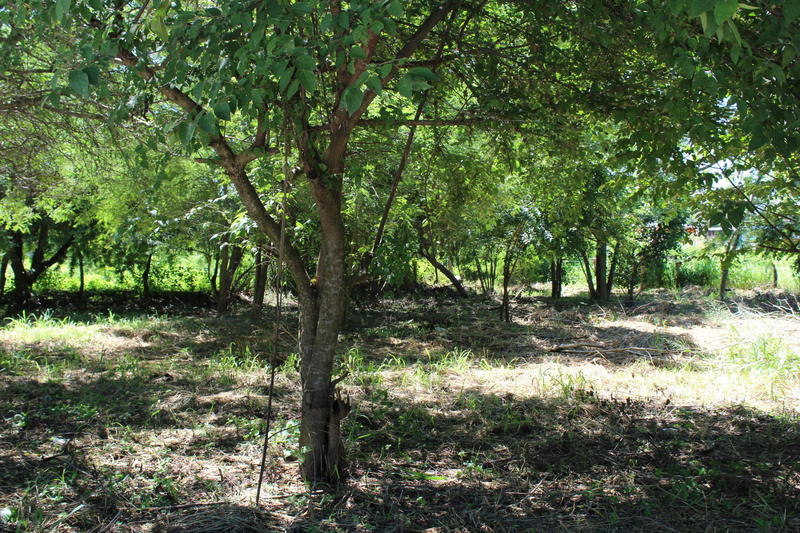 51 Tamarindo, Mixed Use Lot Bucerias, Riviera Nayarit, Na